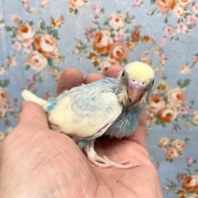 セキセイインコ（パステルレインボーパイド）　２０２１年９月生まれ