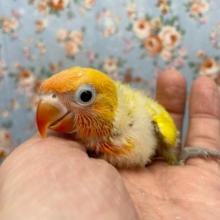 ヤマブキボタンインコ（イエロー）　２０２１年１０月生まれ