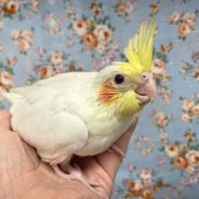 オカメインコ（ルチノー）　２０２１年１０月生まれ