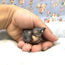 今週もやってきました桜文鳥！　　１１／３撮影