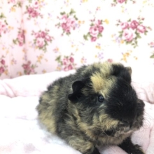 チリチリ　おめめはどこ？  １１／６撮影