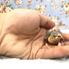 桜文鳥？　　１１／９撮影