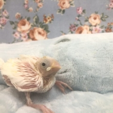 人気カラーの文鳥入舎です　１１／１６撮影