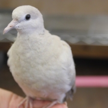 2021年9月生まれ　手乗りジュズカケバトさんです🕊