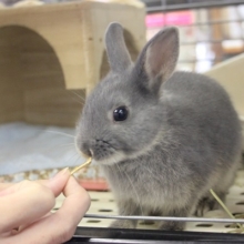 抱っこ練習中!!ドワーフラビット