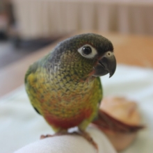 人懐こい手乗りホオミドリウロコインコさんです✨