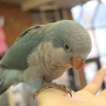 ニギコロ練習中!!オキナインコ（ブルー）