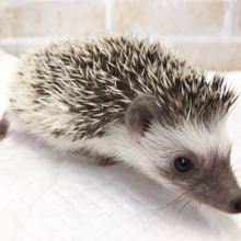 なんだか馴れそう！ヨツユビハリネズミ（パイド）