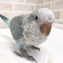 芸達者！！オキナインコ（ブルーオパーリン）