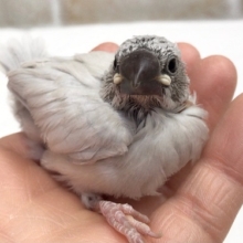 ごはんたくさん食べてます！シルバー文鳥