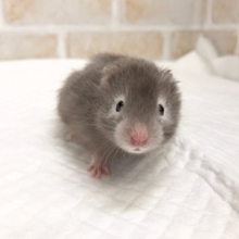ふわふわです！セーブルハムスター