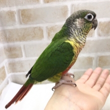 最新画像！遊んで遊んで！ワキコガネホオミドリウロコインコ☆