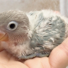 レアカラー！シロボタンインコ