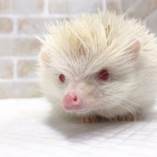 ヨツユビハリネズミ（アルビノ）　男の子　どっしりしてます！