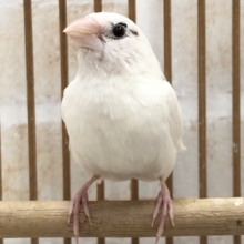 １羽のみの入荷です！十姉妹　男の子