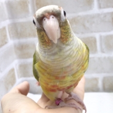 最新画像！なでなでしてほしいな！ホオミドリウロコインコ☆パイナップル