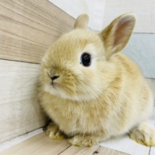 丸っこくて耳が短い✨ネザーランドドワーフ(オレンジ)