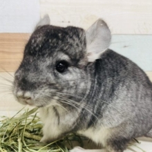 お調子者☆チンチラ ノーマルカラー！