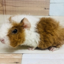やってきました♪ ちりちりもこもこのテディモルモット！