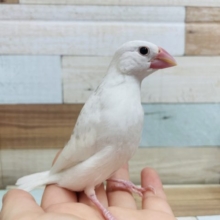 羽がキレイに生え揃いましたよ〜キュンってきますよね♡白文鳥さん！