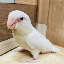 手乗りができちゃう真っ白なインコさん☆マメルリハインコのアメリカンホワイトファローカラー！