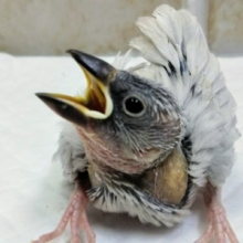 注目やって来ましたよ～👍 シルバー文鳥🐣