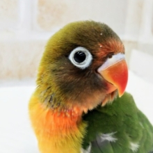 鮮やかオレンジ🍊 キエリクロボタンインコ