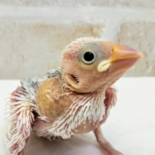 これからの成長が楽しみ～🎵 白文鳥