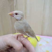 安心サイズのシナモン文鳥さん！いますよ〜
