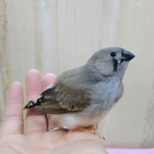 鳴き声はニーニー！キンカ鳥のヒナ来ましたよ〜