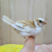 久しぶりにやって来ました！十姉妹のヒナ〜