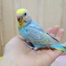 人気のカラー！レインボーのセキセイさんいますよ〜