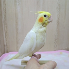 立派体格！なルチノーオカメちゃんいますよ〜
