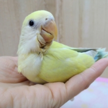 最新画像です！優しいカラー！シナモンの小桜さんいますよ〜