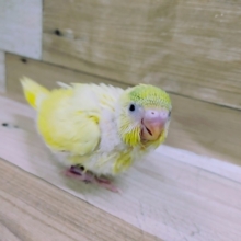 わたわた天使💓セキセイインコのクリームハルクインさんです♪