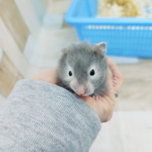 逆パンダ！！！セーブルハムスターくん(男の子)入荷しました💓