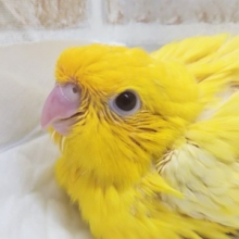 太陽の明かり🌻 サザナミインコ(ルチノー)