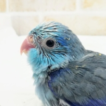 とってもキュート💙 マメルリハインコ(ブルー)