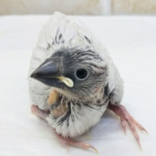 メロメロ注意🌟 シルバー文鳥