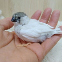 レアカラー！キンカ鳥さんいますよ〜