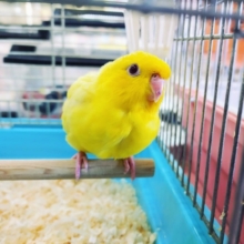 最新画像更新！！サザナミインコさん(ルチノー)入荷しました💓(羽切り済み)