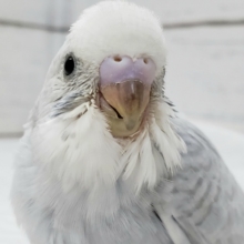 綺麗なホワイトウイングのセキセイインコです
