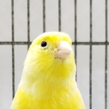 2021レモンカナリアメスです。