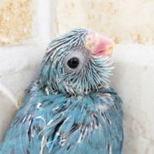 ちょこんと🐥  マメルリハインコ(ブルー)