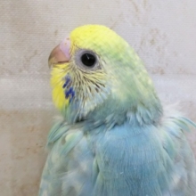 黄色の頭がキュート🌈 セキセイインコ(レインボー)