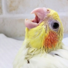 オレンジのほっぺた🍊 オカメインコ(ルチノー)