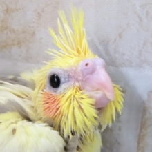 にんまりゆらゆら～ オカメインコ(シナモンパイド)