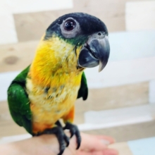 ズグロシロハラインコさん(お腹オレンジ)入荷しました♪