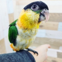 ズグロシロハラインコさん(お腹シロ)入荷しました♪