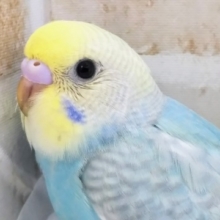 スカイブルー🌏️ セキセイインコ(パステルレインボー)